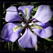 Blue Iris by judithdeacon