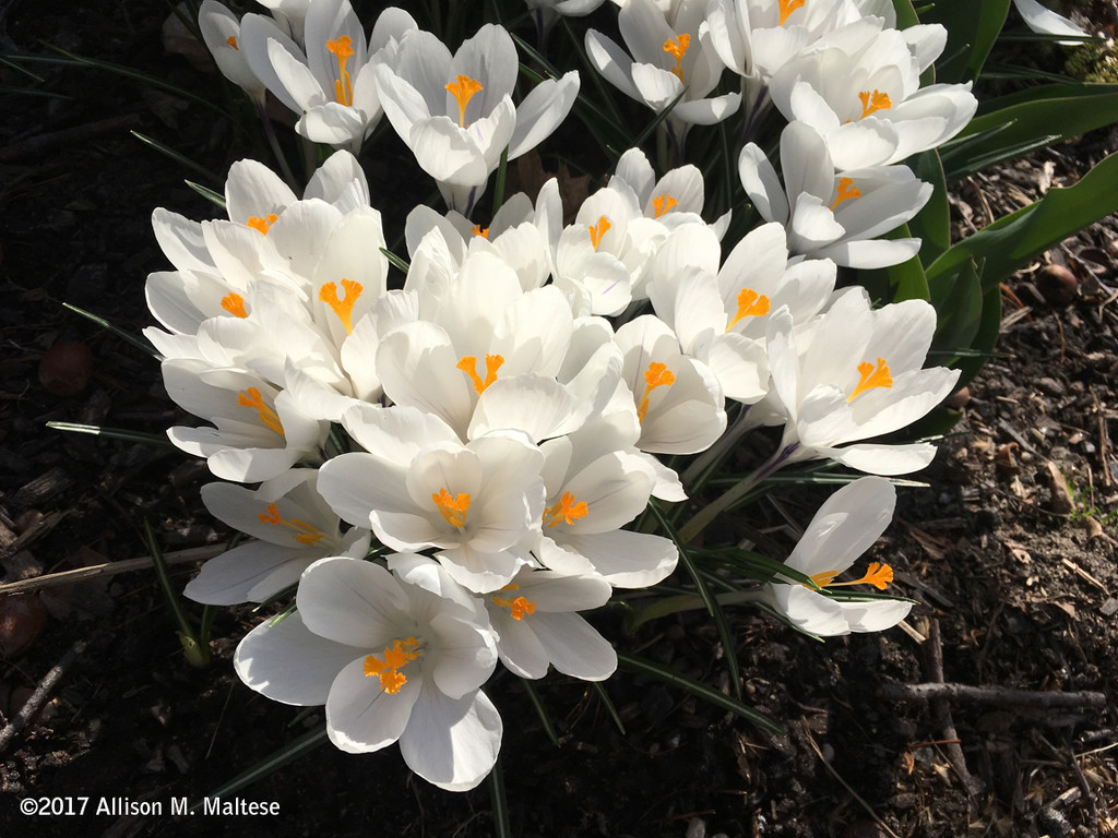 White Crocuses by falcon11