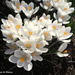 White Crocuses by falcon11