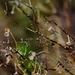 Silvery Dew Drops_DSC8016 by merrelyn