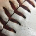Day 226:  Baseball Stitches by sheilalorson