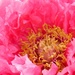 Peony by daisymiller
