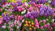 13th Apr 2017 - Tulips at the Market