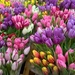 Tulips at the Market by deborahsimmerman