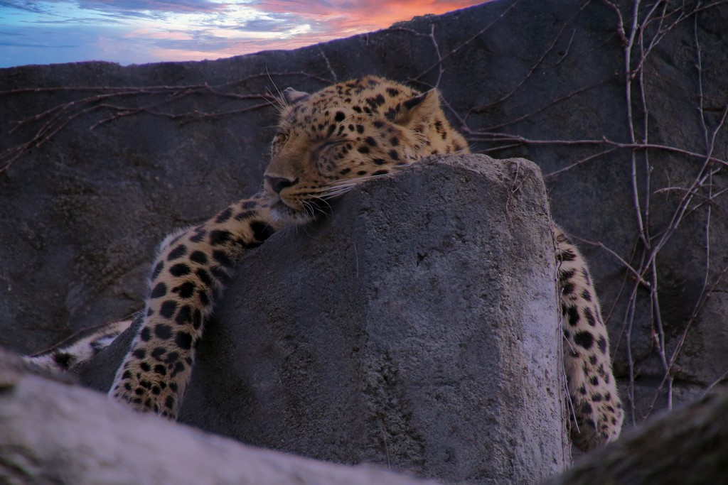 Leopard At Sunset by randy23