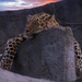 Leopard At Sunset by randy23