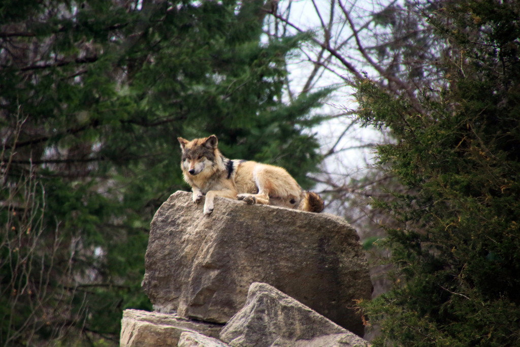 Wolf On A Rock by randy23