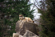 9th Apr 2017 - Wolf On A Rock