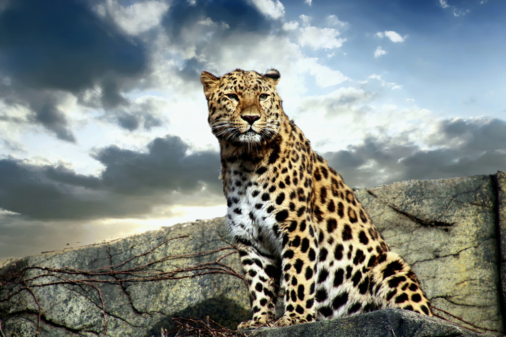 Leopard  by randy23