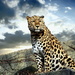 Leopard  by randy23