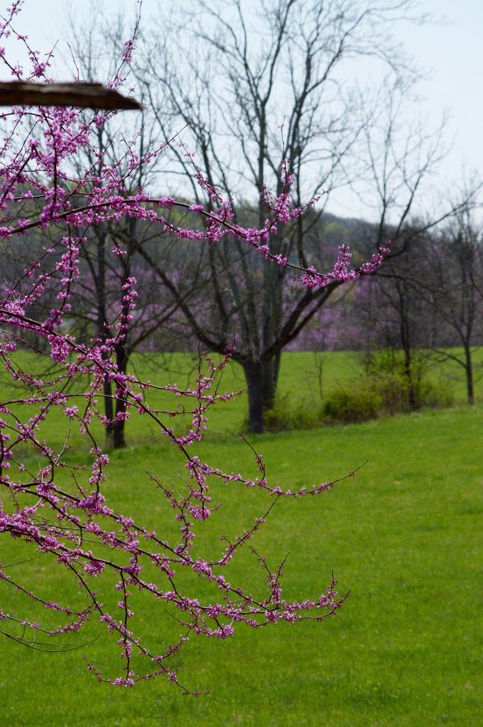 Redbuds Everywhere by francoise