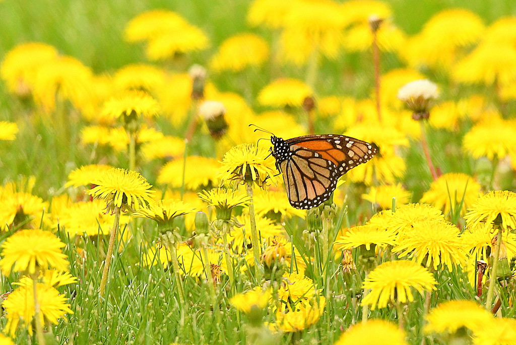 Monarch and Dandelions by kareenking