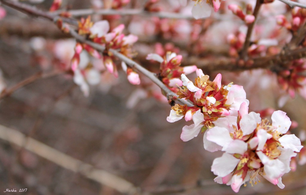 Choke Cherry Blossoms by harbie