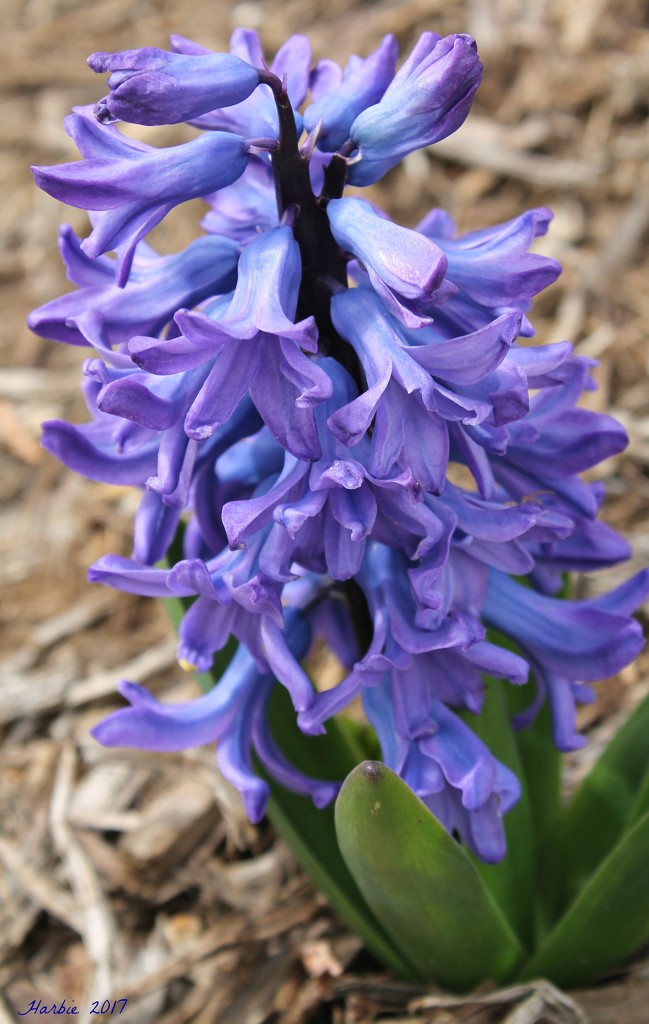 Blue Hyacinth by harbie