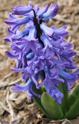 13th Apr 2017 - Blue Hyacinth