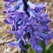 Blue Hyacinth by harbie