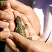 Lizard Rescue by Weezilou