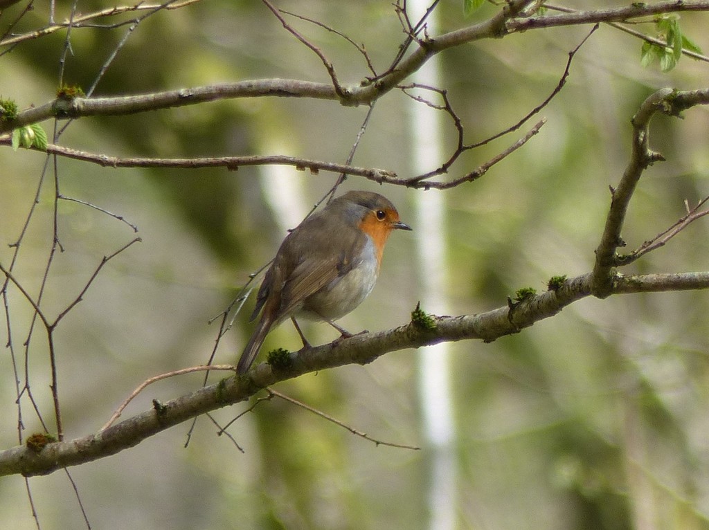  Robin in the Woods by susiemc