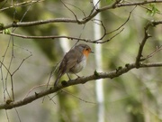 14th Apr 2017 -  Robin in the Woods