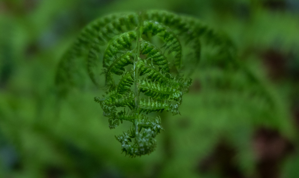Fresh fern frond by inthecloud5