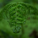 Fresh fern frond by inthecloud5