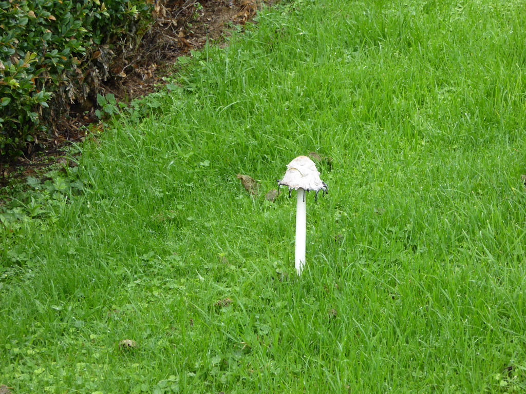 A tall mushroom by kyfto