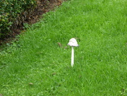 15th Apr 2017 - A tall mushroom