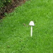 A tall mushroom by kyfto