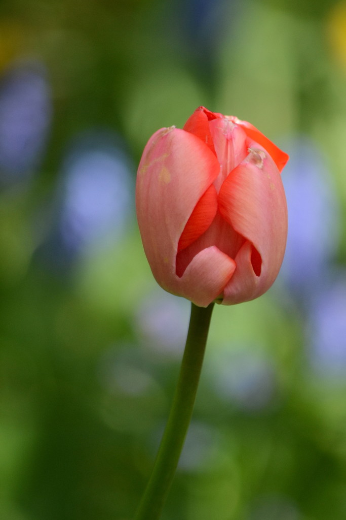 Old Tulip by richardcreese