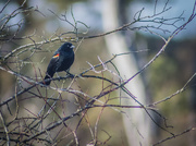 15th Apr 2017 - Redwing Blackbird