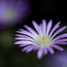 Tiny Purple Flower by evalieutionspics