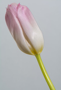 15th Apr 2017 - Pink tulip
