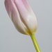 Pink tulip by rumpelstiltskin