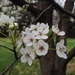 blossoms by wiesnerbeth