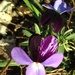 birdsfoot violet by wiesnerbeth
