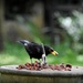 Bobby blackbird by rosiekind