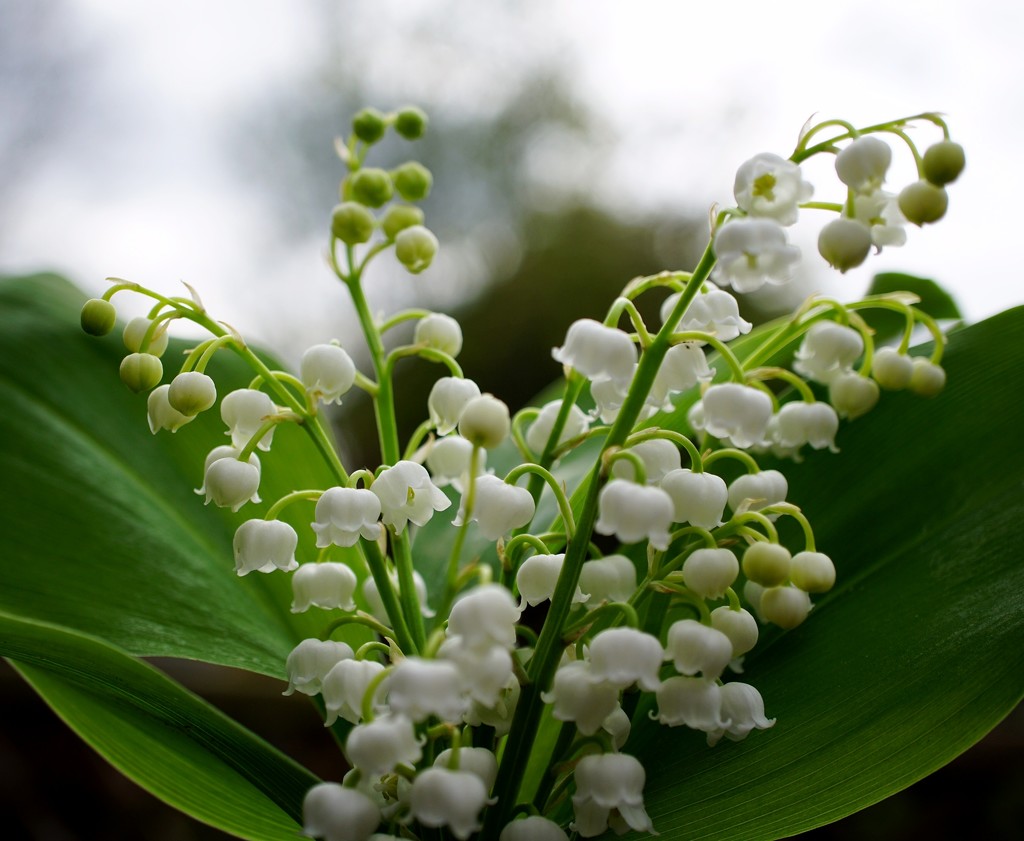 lily of the valley  by quietpurplehaze