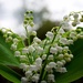 lily of the valley  by quietpurplehaze