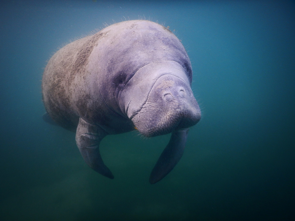 Meeting the Manatees by lily