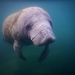 Meeting the Manatees by lily