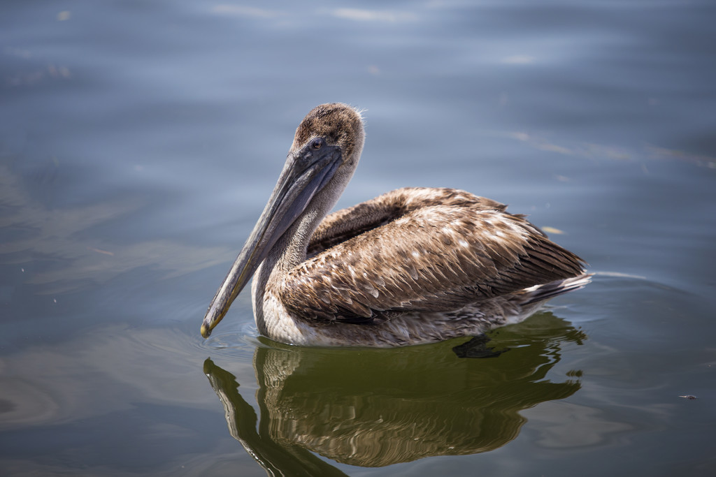 A pelican! by lily