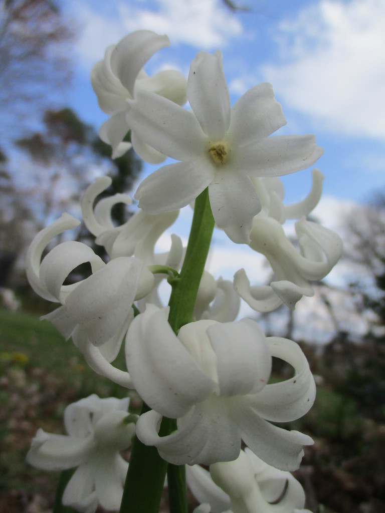 Hyacinth by julie
