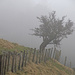 Fog on the Tor by shepherdman