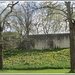 Daffodils beside York Wall. by grace55
