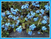 13th Apr 2017 - Forget me nots.