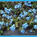 Forget me nots. by grace55
