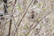 10th Apr 2017 - Savannah Sparrow