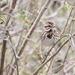 Savannah Sparrow by bjchipman