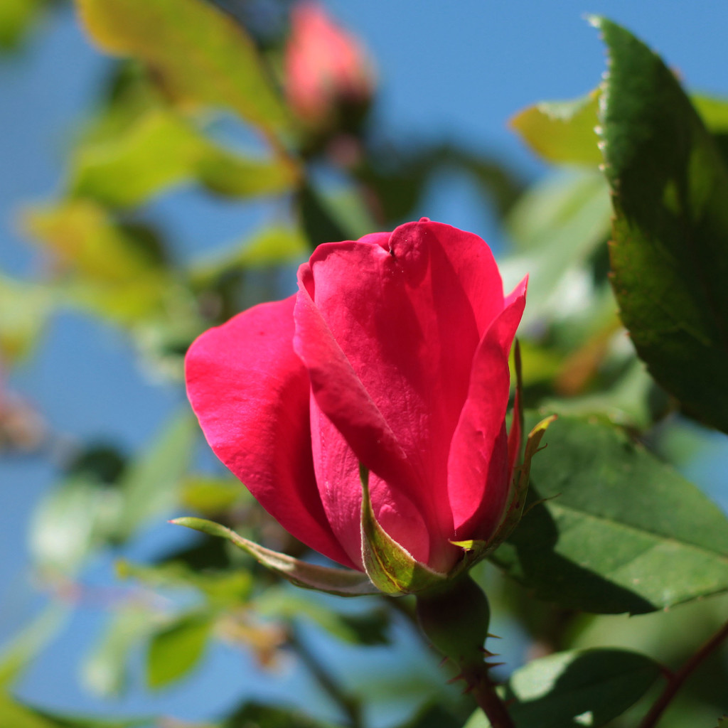 Blue Skies  and Roses - Got to Perk You Up. by milaniet