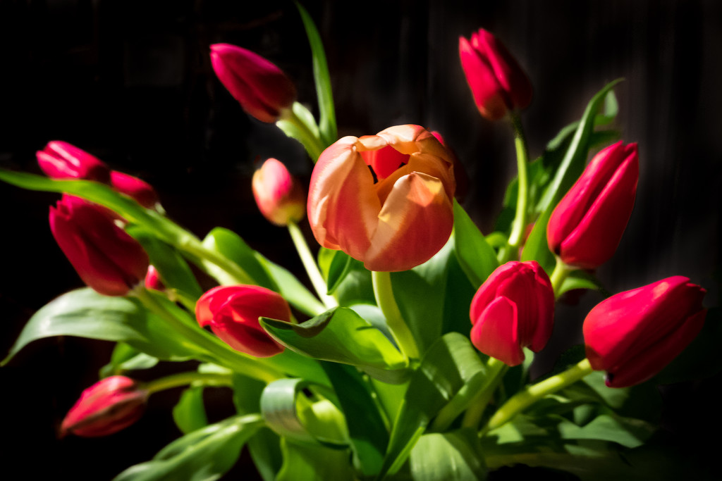 PLAY April - Fuji 27mm f/2.8: Tulips by vignouse